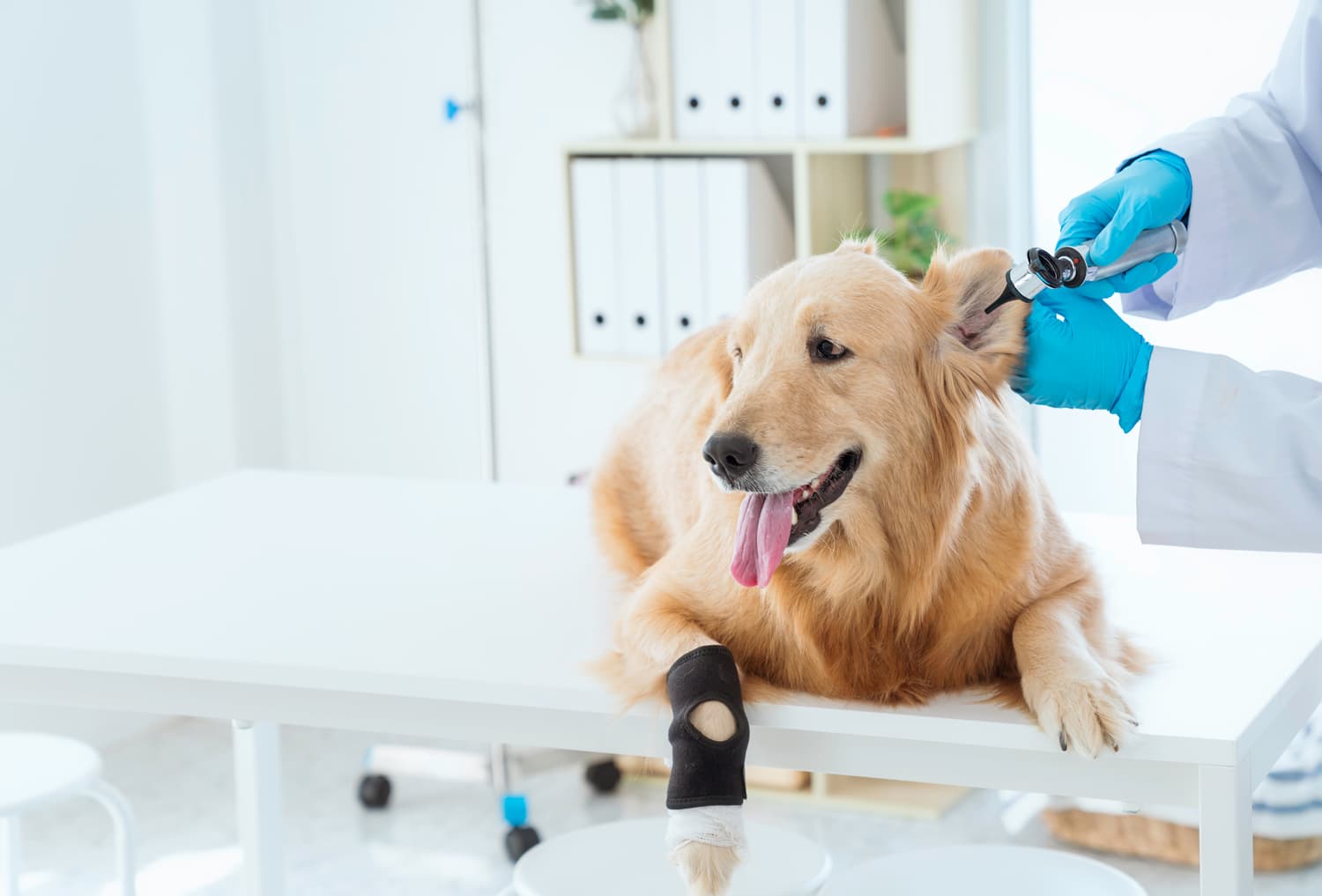 Clínica veterinaria en A Coruña
