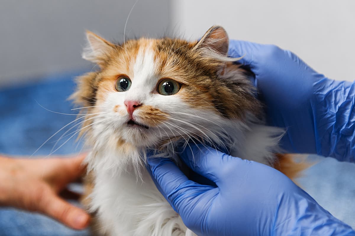 Clínica veterinaria en A Coruña