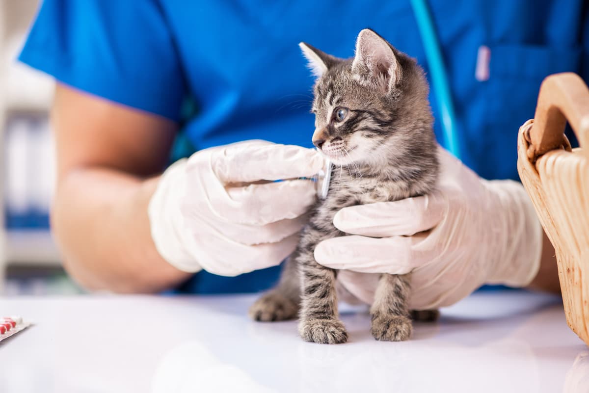 Clínica veterinaria en A Coruña