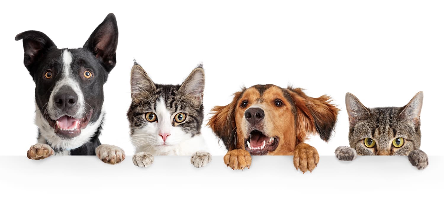 Clínica veterinaria en A Coruña